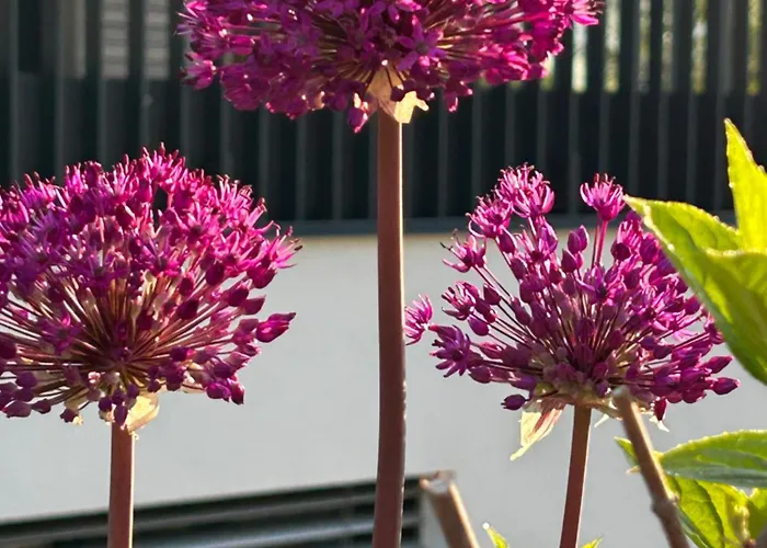 Tanners التنماركت ام بوناغ